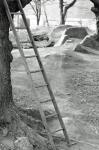 ladder